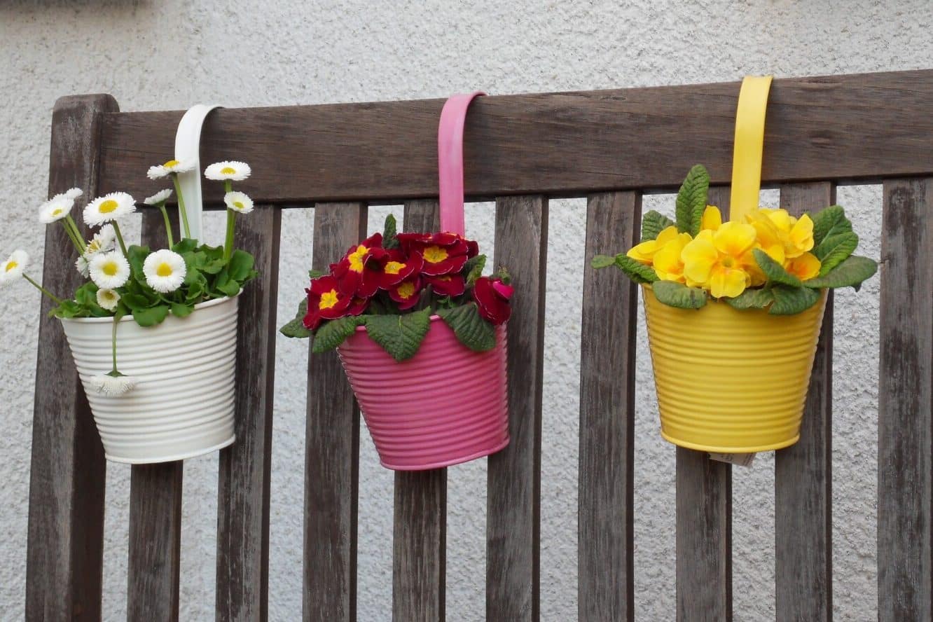 Dream of Plants in Pots Meanings Feeling Restricted?