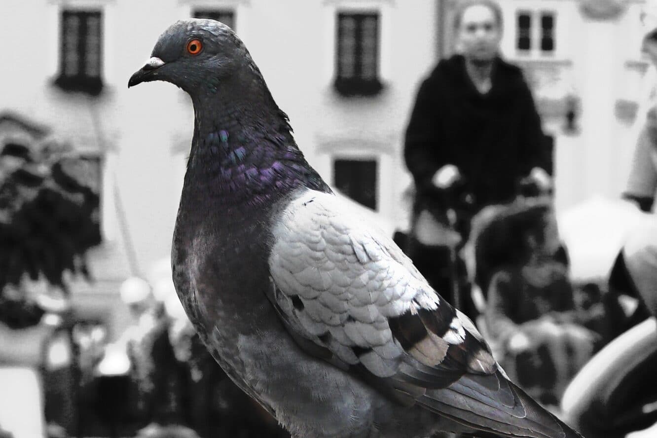 Black Dove Spiritual Meaning and Symbolism (8 Omens)