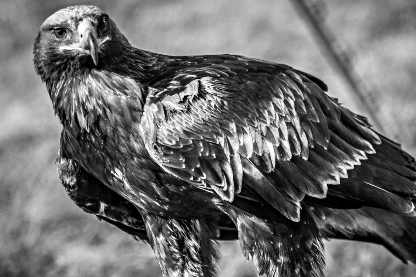 Black Eagle Spiritual Meaning and Symbolism (9 Omens)