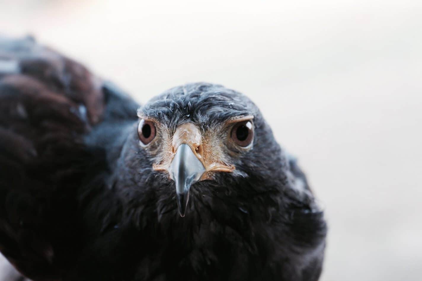 Black Eagle Spiritual Meaning and Symbolism (9 Omens)