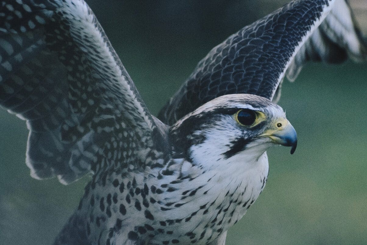 Black Hawk Spiritual Meaning and Symbolism (9 Omens)