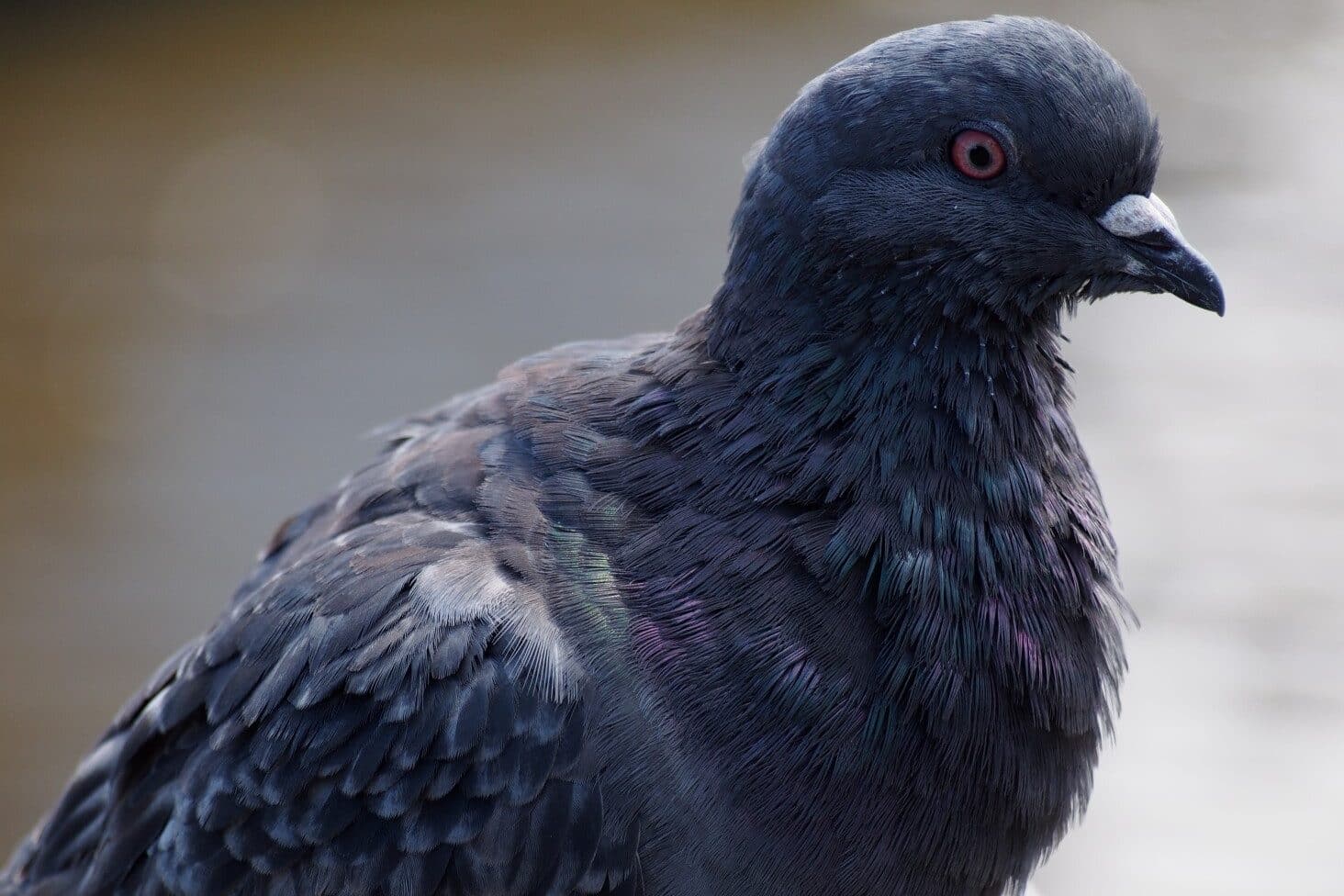 Black Pigeon Spiritual Meaning and Symbolism (9 Omens)