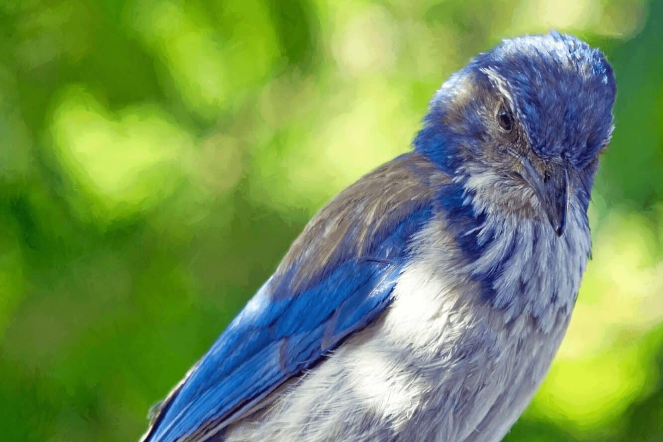 Blue Cardinal Spiritual Meaning and Symbolism (7 Omens)