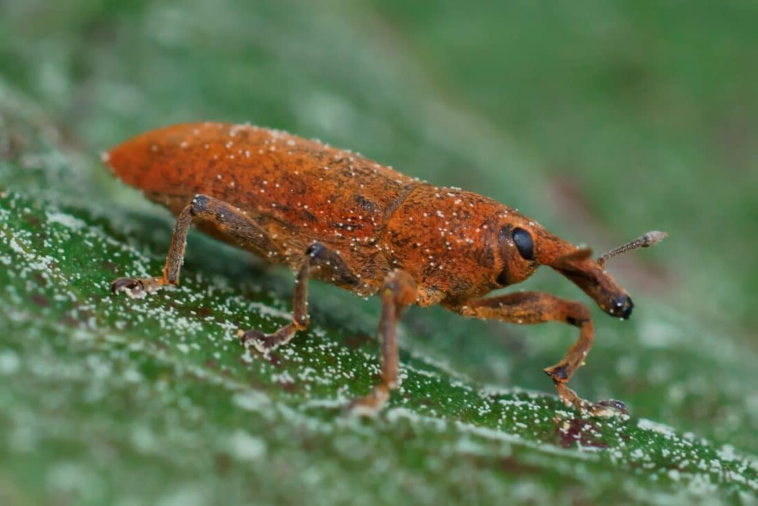 Brown Beetle Spiritual Meaning and Symbolism (9 Omens)