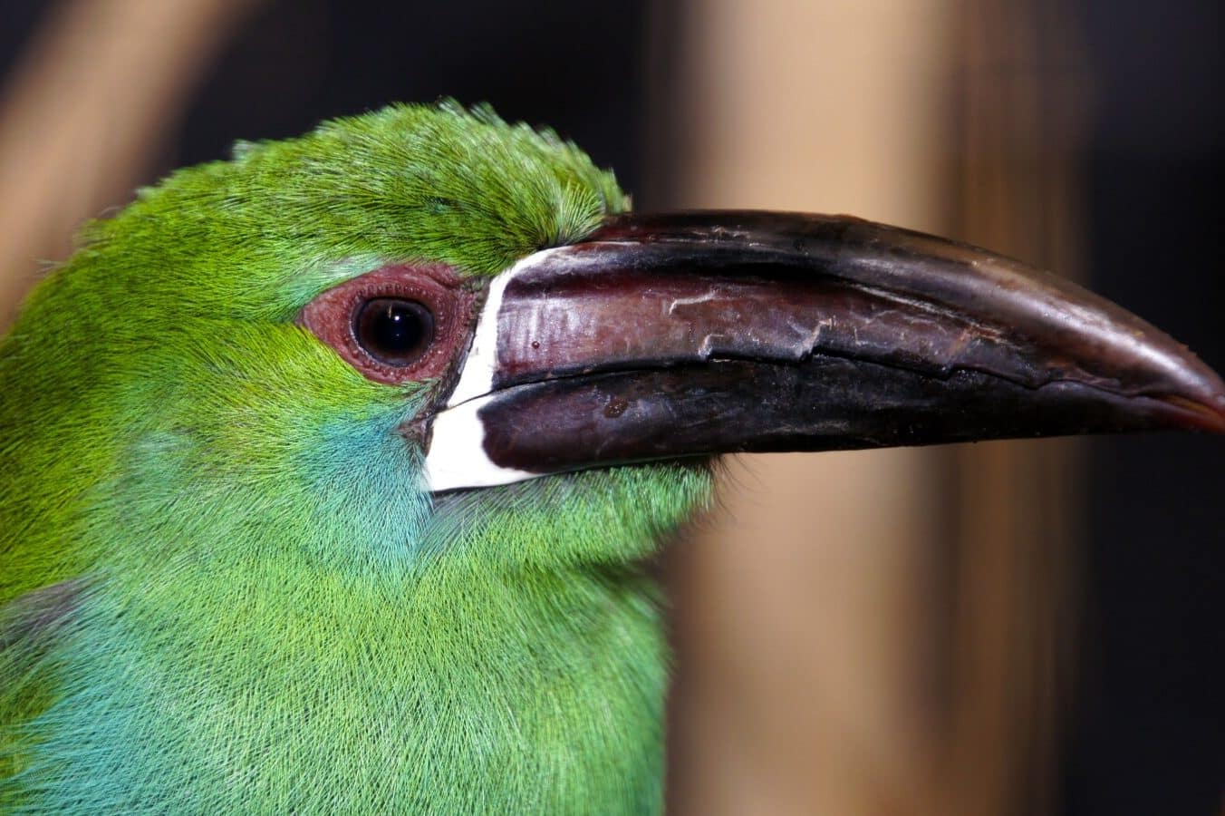 Green Bird Spiritual Meaning and Symbolism (9 Omens)