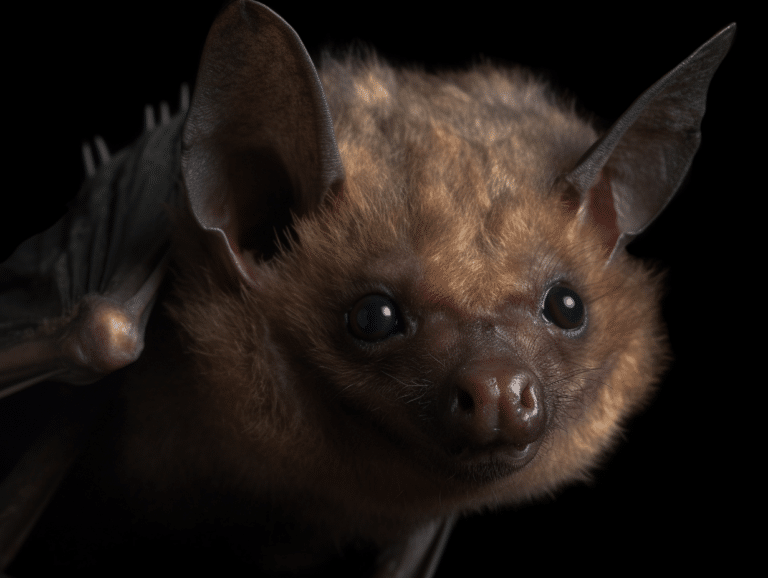 Dead Bat Spiritual Meaning & Symbolism