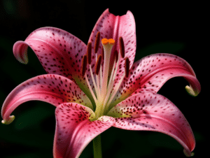 Stargazer Lily Meaning and Symbolism (Perfection & Success)