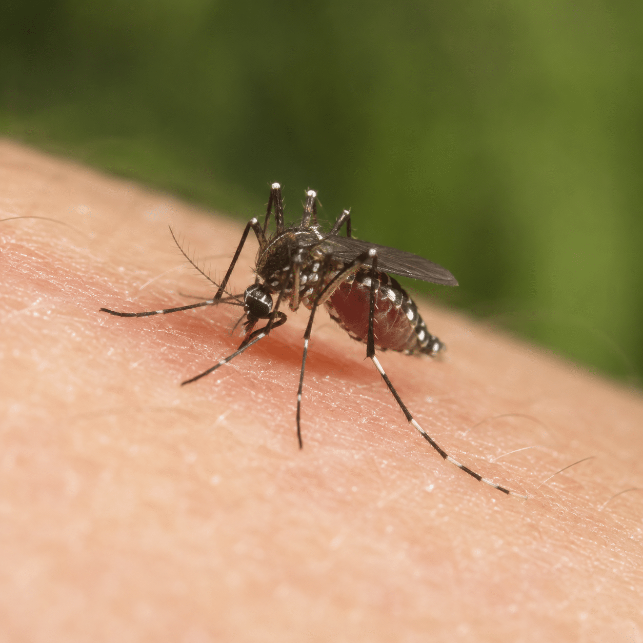 25. Mosquitoes make evenings miserable.